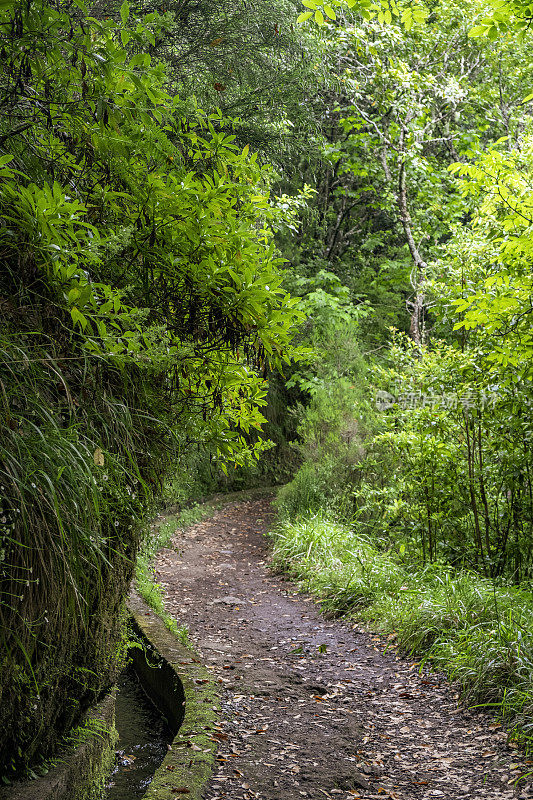 森林景观沿Vereda dos Balc?es在马德拉岛山